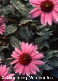 Echinacea purpurea 'Sparkler'